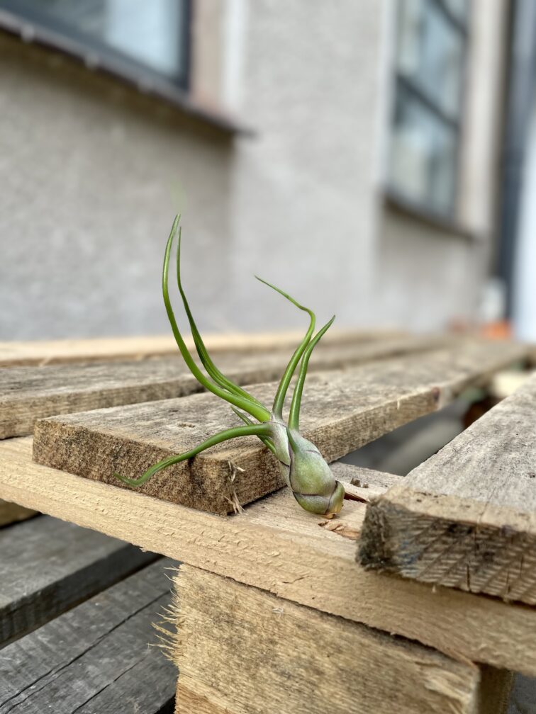 tillandsia-bulbosa_6x6-1_1679129409.jpg Zdjęcie rosliny doniczkowej Tillandsia bulbosa, ujęcie 1