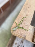 Zdjęcie rosliny doniczkowej Tillandsia bulbosa, ujęcie 2