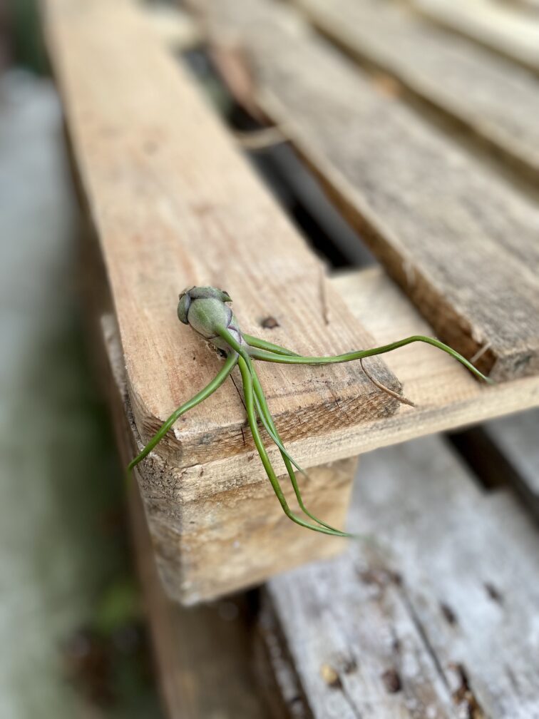 Zdjęcie rosliny doniczkowej Tillandsia bulbosa, ujęcie 3