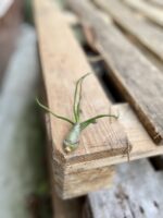 Zdjęcie rosliny doniczkowej Tillandsia bulbosa, ujęcie 4