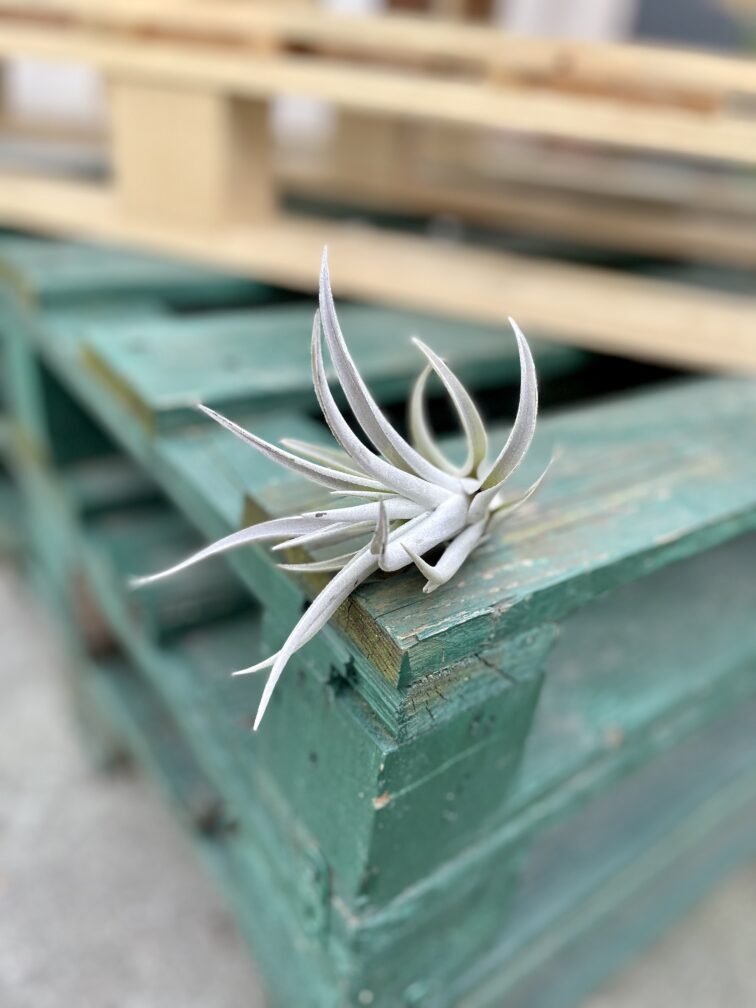 Zdjęcie rosliny doniczkowej Tillandsia harissi, ujęcie 1