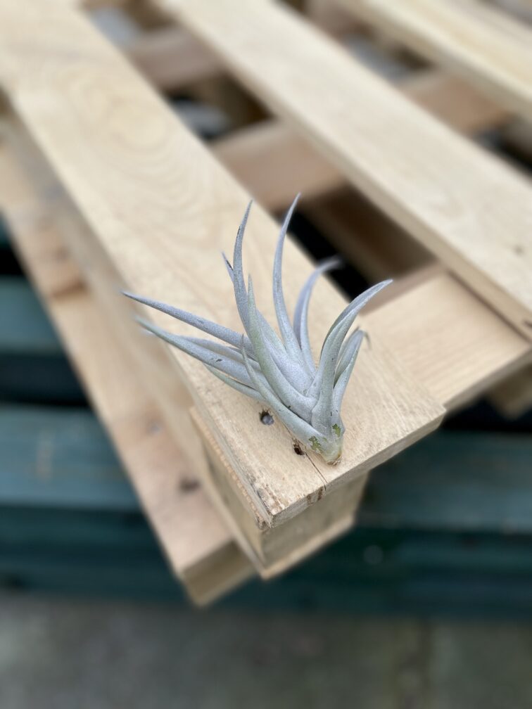 Zdjęcie rosliny doniczkowej Tillandsia harissi, ujęcie 2
