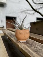 Zdjęcie rosliny doniczkowej Tillandsia harissi, ujęcie 3