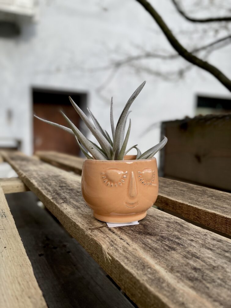Zdjęcie rosliny doniczkowej Tillandsia harissi, ujęcie 3