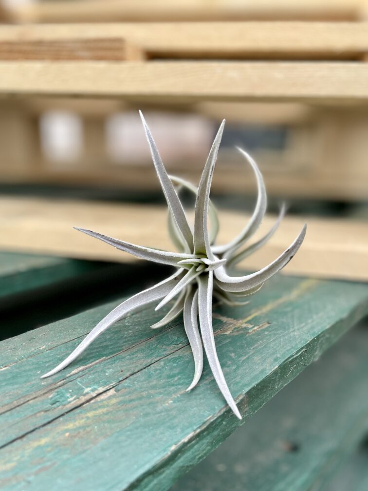 Zdjęcie rosliny doniczkowej Tillandsia harissi, ujęcie 4