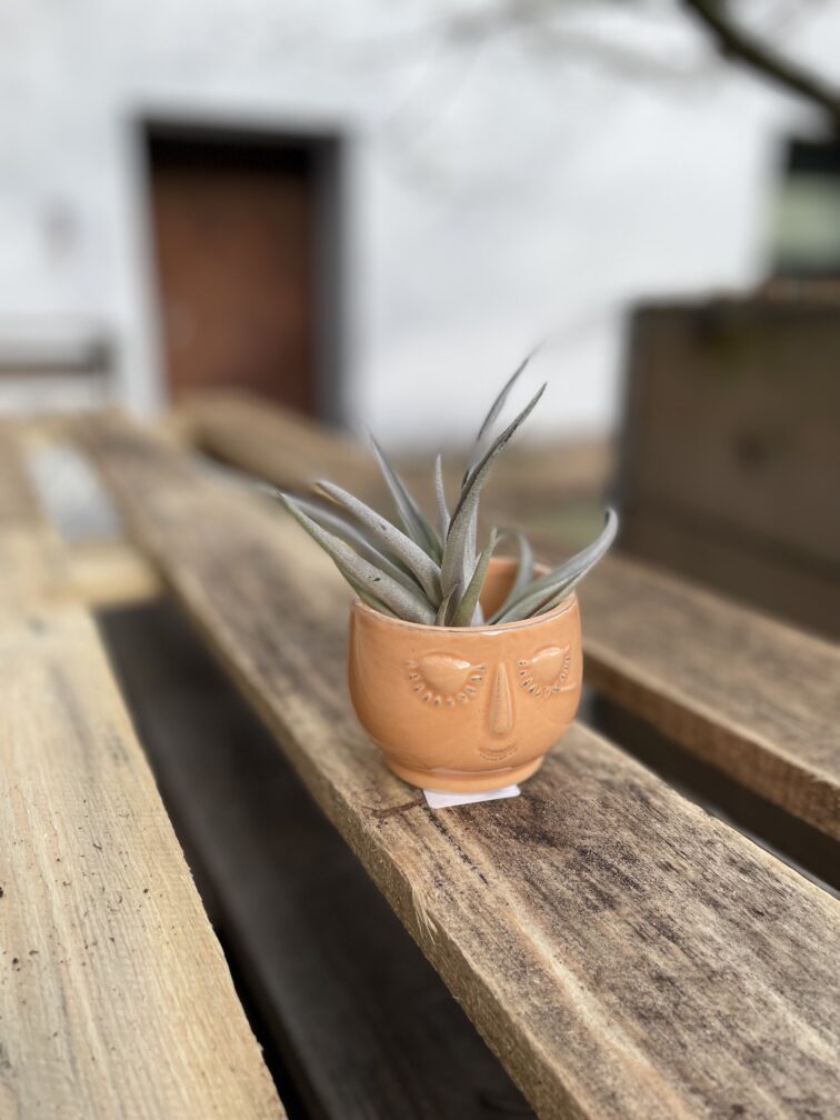 Zdjęcie rosliny doniczkowej Tillandsia harissi, ujęcie 5