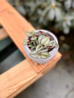 Zdjęcie rosliny doniczkowej Tradescantia Zebrina, ujęcie 1
