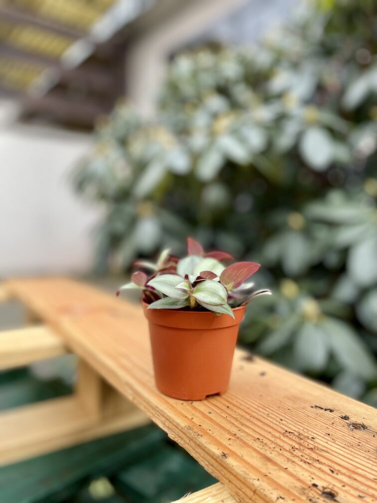Zdjęcie rosliny doniczkowej Tradescantia Zebrina, ujęcie 3