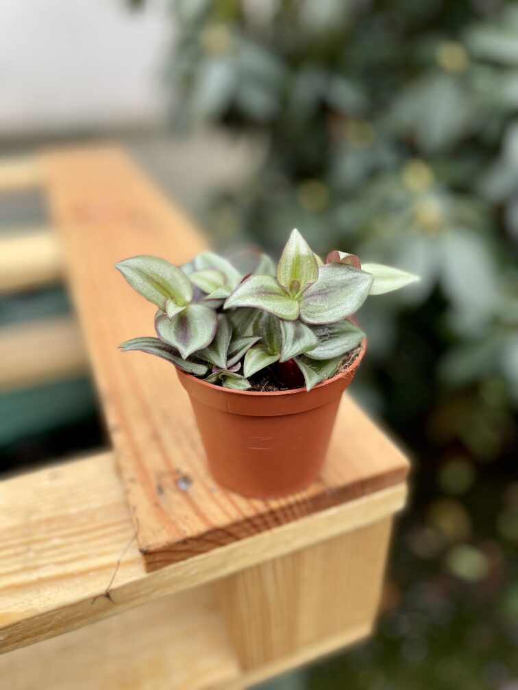 Zdjęcie rosliny doniczkowej Tradescantia Zebrina, ujęcie 4