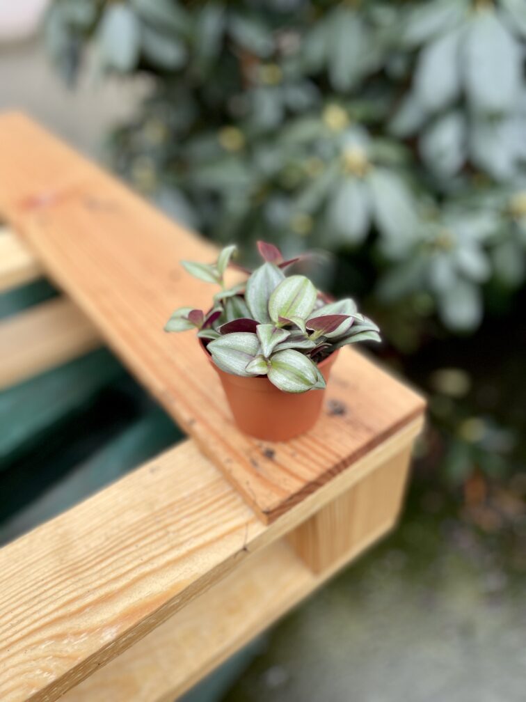 Zdjęcie rosliny doniczkowej Tradescantia Zebrina, ujęcie 5