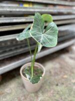 Zdjęcie rosliny doniczkowej Xanthosoma sagittifolium Mickey Mouse, ujęcie 1