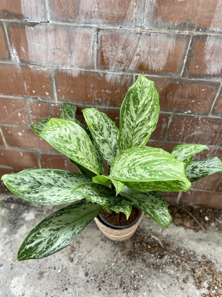 Zdjęcie rosliny doniczkowej Aglaonema Greenlight, ujęcie 1
