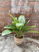 Zdjęcie rosliny doniczkowej Aglaonema Greenlight, ujęcie 2