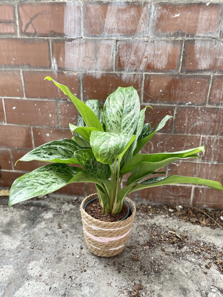 Zdjęcie rosliny doniczkowej Aglaonema Greenlight, ujęcie 2