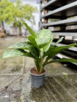 Zdjęcie rosliny doniczkowej Aglaonema Greenlight, ujęcie 3