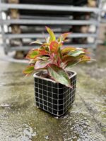 Zdjęcie rosliny doniczkowej Aglaonema King of Siam, ujęcie 1