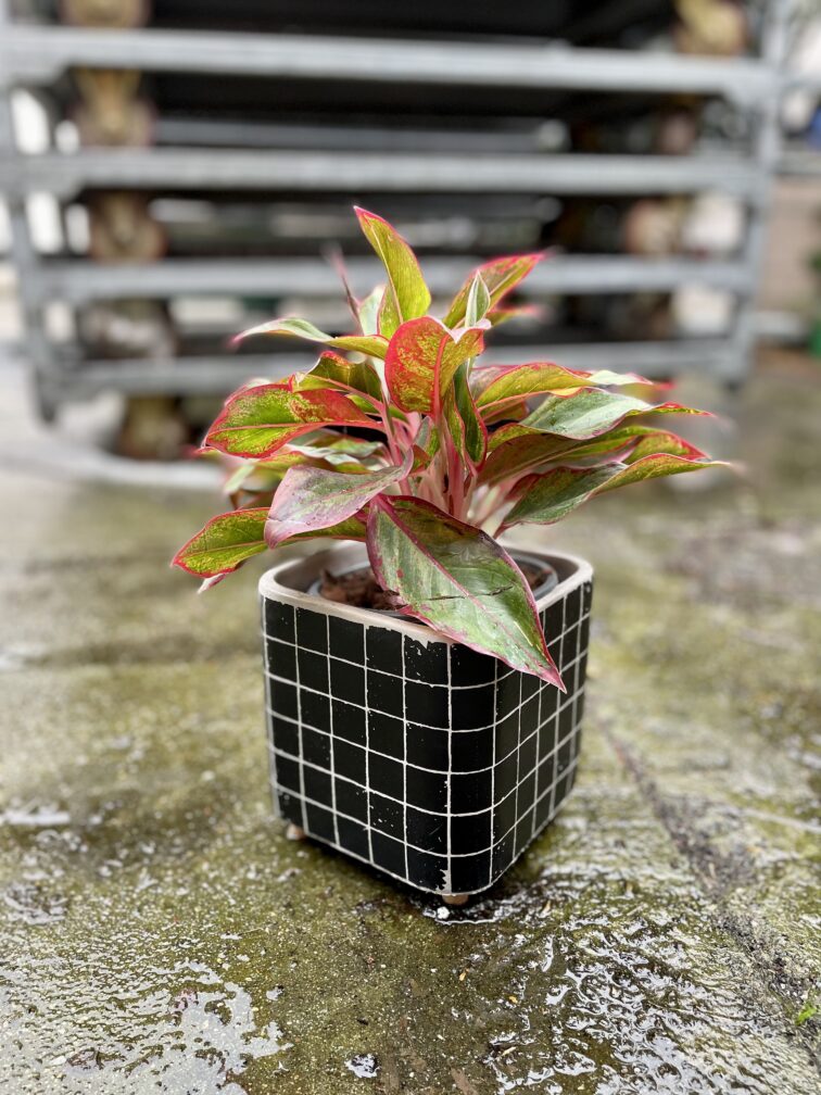 Zdjęcie rosliny doniczkowej Aglaonema King of Siam, ujęcie 1