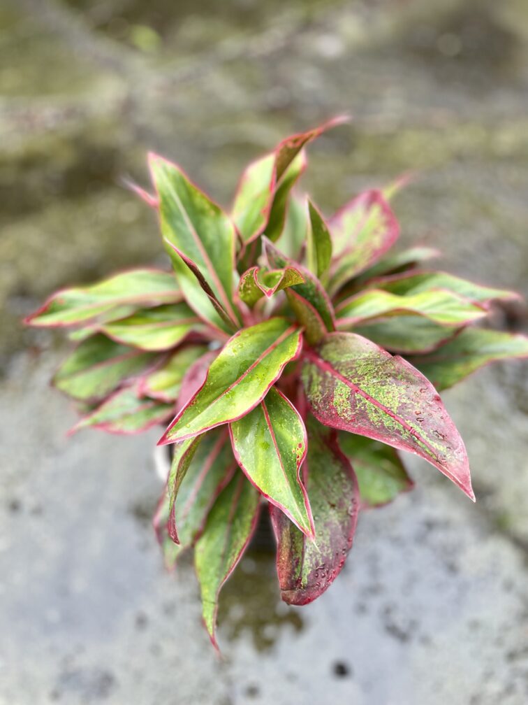 Zdjęcie rosliny doniczkowej Aglaonema King of Siam, ujęcie 2