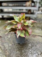Zdjęcie rosliny doniczkowej Aglaonema King of Siam, ujęcie 3