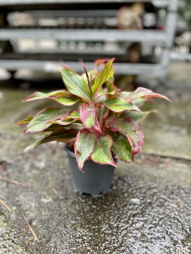 Zdjęcie rosliny doniczkowej Aglaonema King of Siam, ujęcie 3