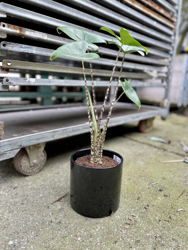 alocasia-zebrina_14x45-1_1681558079.jpg Zdjęcie rosliny doniczkowej Alocasia Zebrina, ujęcie 1