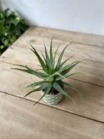 Zdjęcie rosliny doniczkowej Aloe arborescens (Aloes drzewiasty), ujęcie 1