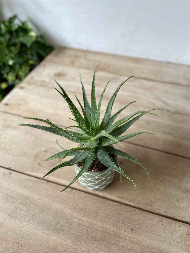Zdjęcie rosliny doniczkowej Aloe arborescens (Aloes drzewiasty), ujęcie 1