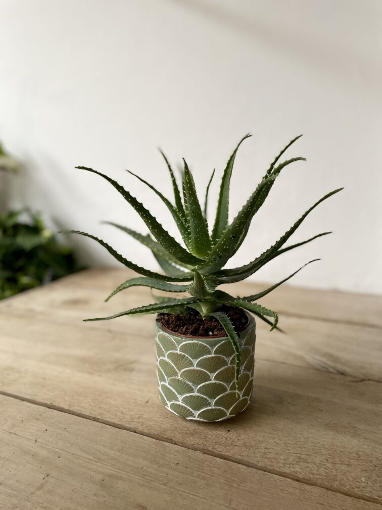 Zdjęcie rosliny doniczkowej Aloe arborescens (Aloes drzewiasty), ujęcie 2