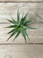 Zdjęcie rosliny doniczkowej Aloe arborescens (Aloes drzewiasty), ujęcie 3