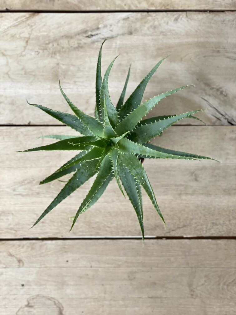 Zdjęcie rosliny doniczkowej Aloe arborescens (Aloes drzewiasty), ujęcie 3