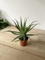 Zdjęcie rosliny doniczkowej Aloe arborescens (Aloes drzewiasty), ujęcie 4