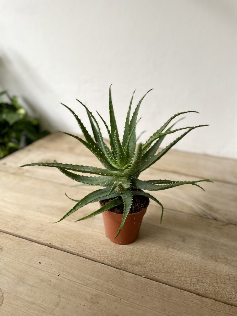Zdjęcie rosliny doniczkowej Aloe arborescens (Aloes drzewiasty), ujęcie 4