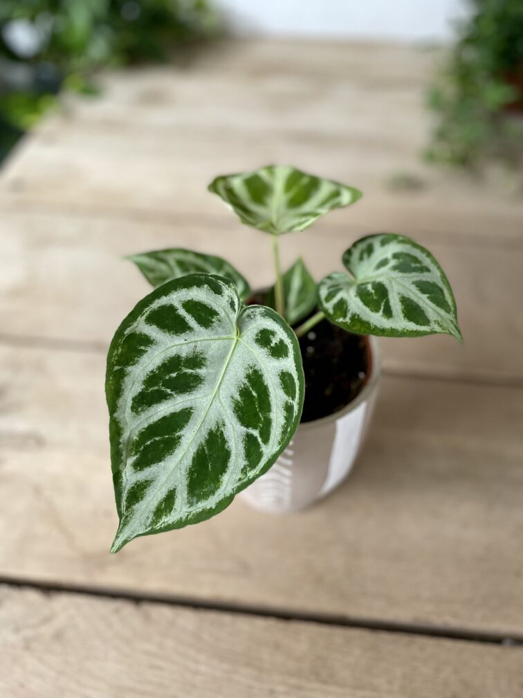 anthurium-silver-blush_12x30-1_1680339820.jpg Zdjęcie rosliny doniczkowej Anthurium Silver Blush, ujęcie 1