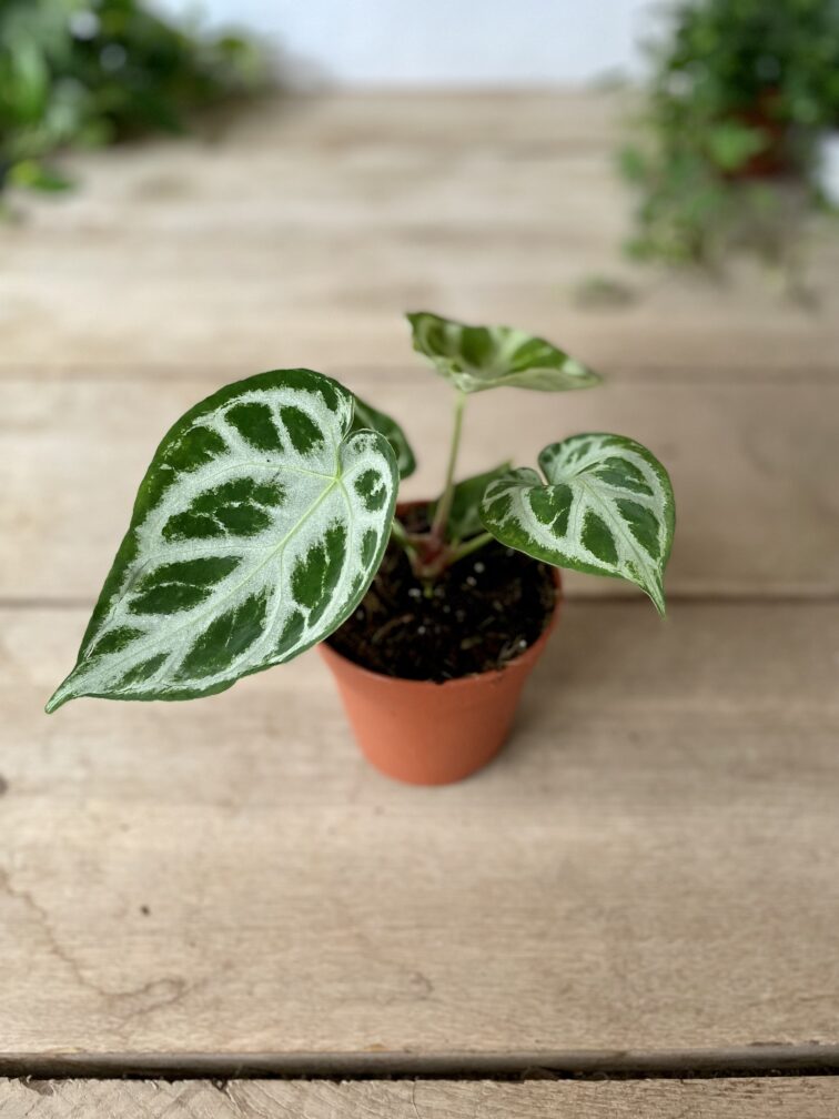 Zdjęcie rosliny doniczkowej Anthurium Silver Blush, ujęcie 4
