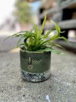 Zdjęcie rosliny doniczkowej Asplenium Osaca, ujęcie 1