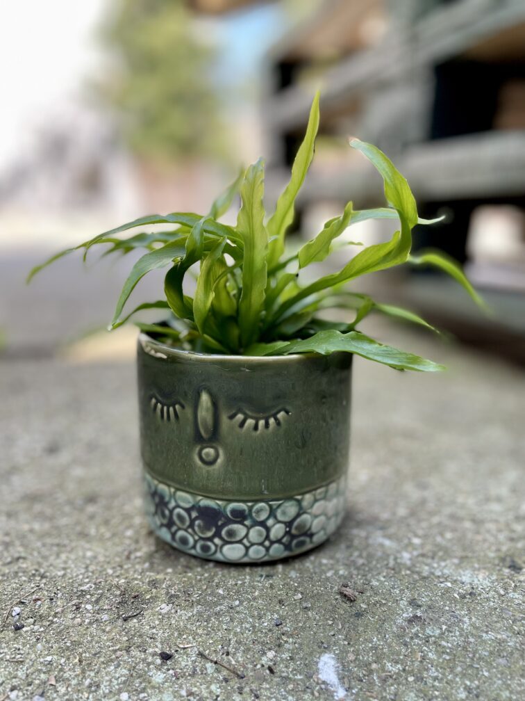Zdjęcie rosliny doniczkowej Asplenium Osaca, ujęcie 1