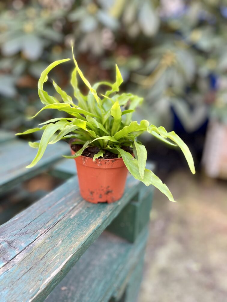 Zdjęcie rosliny doniczkowej Asplenium Osaca, ujęcie 2