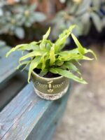 Zdjęcie rosliny doniczkowej Asplenium Osaca, ujęcie 3