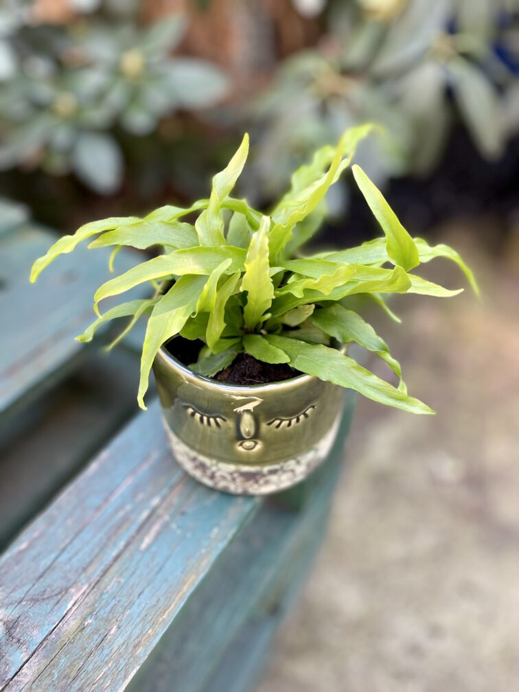 Zdjęcie rosliny doniczkowej Asplenium Osaca, ujęcie 3
