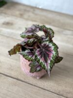 Zdjęcie rosliny doniczkowej Begonia rex Merry Christmas, ujęcie 1
