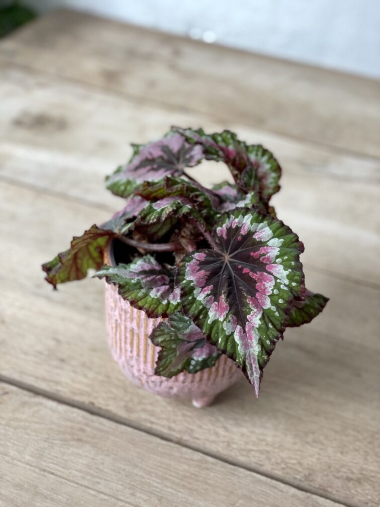 Zdjęcie rosliny doniczkowej Begonia rex Merry Christmas, ujęcie 1