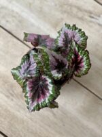 Zdjęcie rosliny doniczkowej Begonia rex Merry Christmas, ujęcie 2