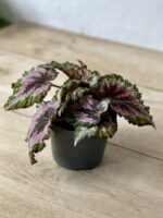 Zdjęcie rosliny doniczkowej Begonia rex Merry Christmas, ujęcie 3