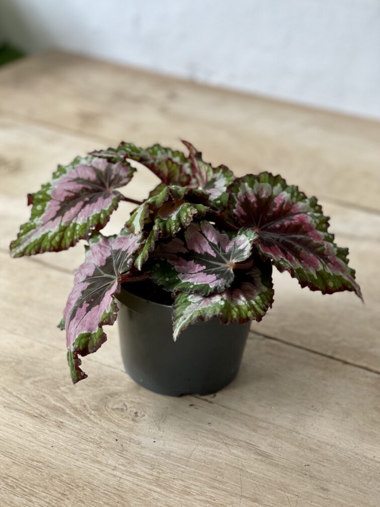 Zdjęcie rosliny doniczkowej Begonia rex Merry Christmas, ujęcie 3