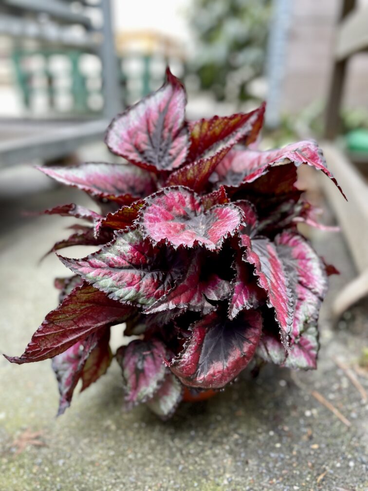 begonia-rex-titica_12x25-1_1680943693.jpg Zdjęcie rosliny doniczkowej Begonia Rex Titica, ujęcie 1