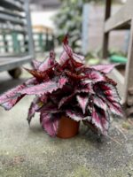 Zdjęcie rosliny doniczkowej Begonia Rex Titica, ujęcie 2