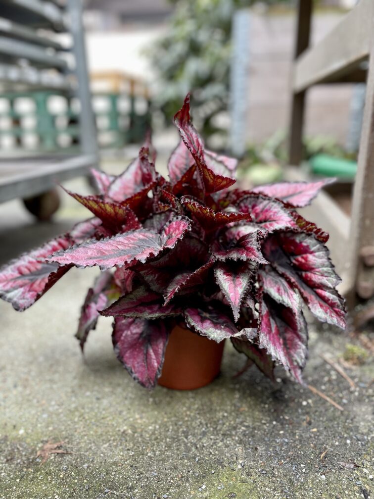 Zdjęcie rosliny doniczkowej Begonia Rex Titica, ujęcie 2