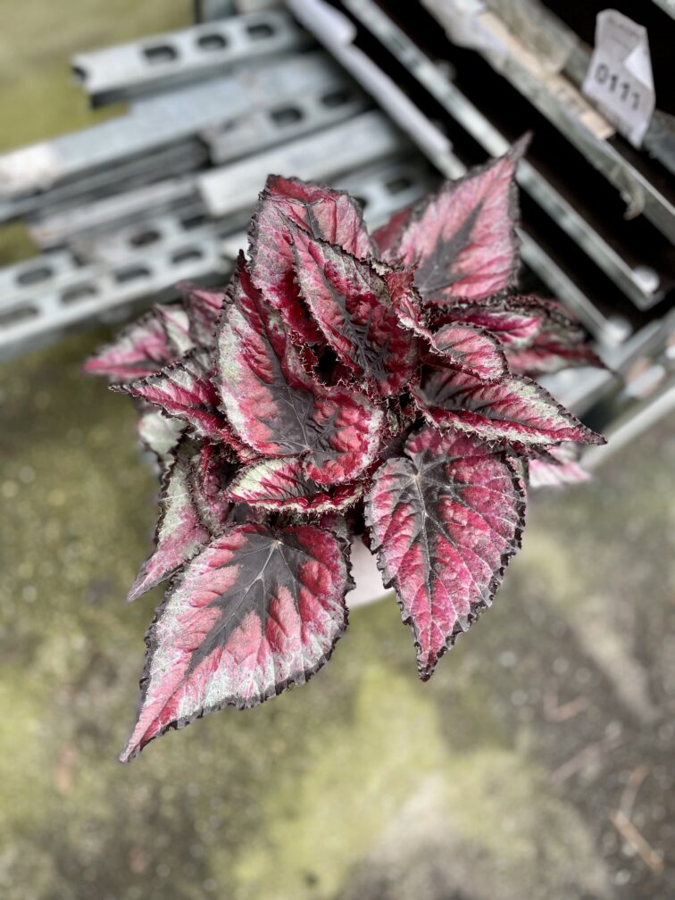 Zdjęcie rosliny doniczkowej Begonia Rex Titica, ujęcie 4