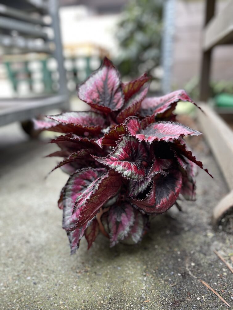 Zdjęcie rosliny doniczkowej Begonia Rex Titica, ujęcie 5