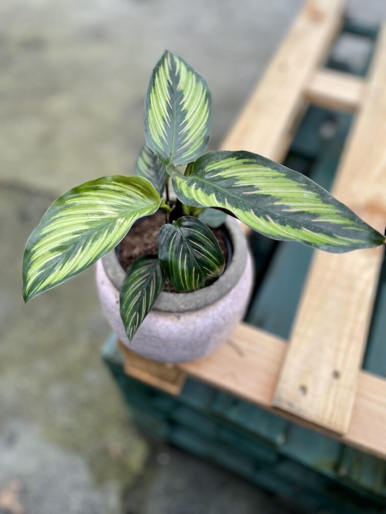 Zdjęcie rosliny doniczkowej Calathea Beauty Star (Kalatea), ujęcie 1